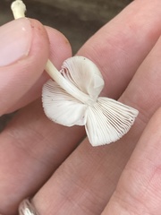 Pluteus longistriatus