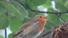 Erithacus rubecula