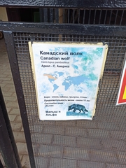 Canis lupus occidentalis