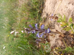Phelipanche nana