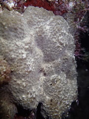 Irciniidae