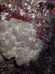Irciniidae