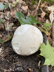 Lycoperdaceae