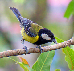 Parus monticolus