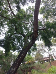Acacia auriculiformis