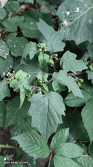 Solanum nigrum