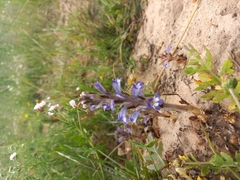 Phelipanche nana