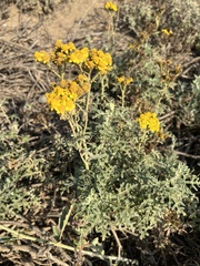 Eriophyllum staechadifolium