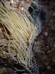 Anemonia viridis