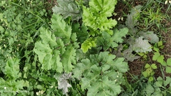 Heracleum sosnowskyi