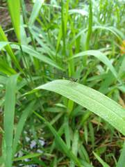 Acanthagrion quadratum
