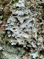 Ricasolia quercizans