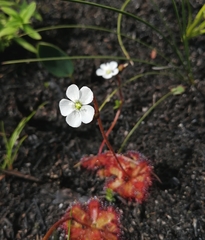 Drosera trinervia
