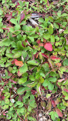Fragaria virginiana