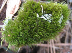 Dicranum fuscescens