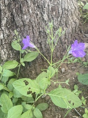 Ruellia occidentalis