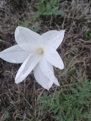 Zephyranthes drummondii