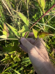 Verbena scabra