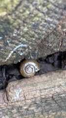 Oxychilus draparnaudi