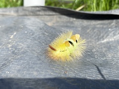 Calliteara pudibunda