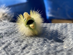 Calliteara pudibunda