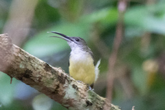 Arachnothera longirostra