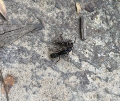 Pseudoneoponera rufipes