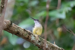 Arachnothera longirostra