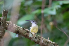 Arachnothera longirostra