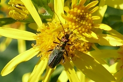 Oedemera