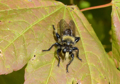 Laphria