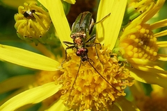 Oedemera