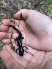 Ambystoma laterale