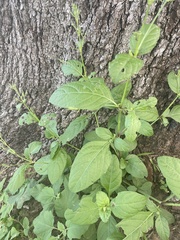 Ruellia occidentalis