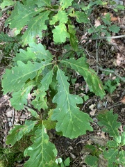 Quercus petraea