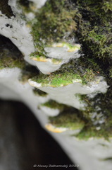Rigidoporus populinus