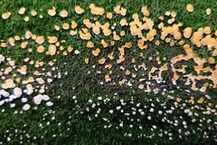 Aleurodiscus amorphus