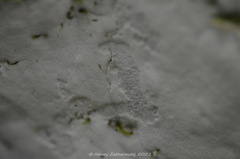Rigidoporus populinus