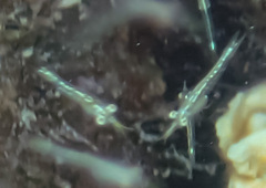Eumalacostraca