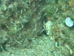 Eumalacostraca