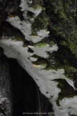 Rigidoporus populinus