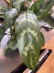 Aglaonema