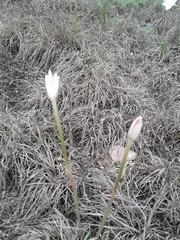 Zephyranthes drummondii