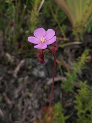 Drosera aliciae