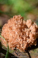 Artomyces pyxidatus
