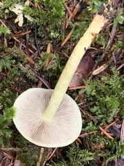 Hypholoma