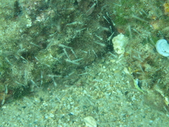 Eumalacostraca