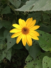 Tithonia tubaeformis