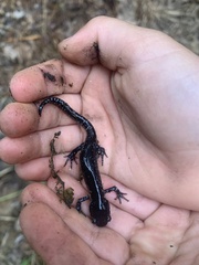 Ambystoma laterale