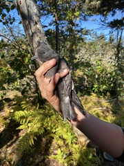 Hydrobates leucorhous